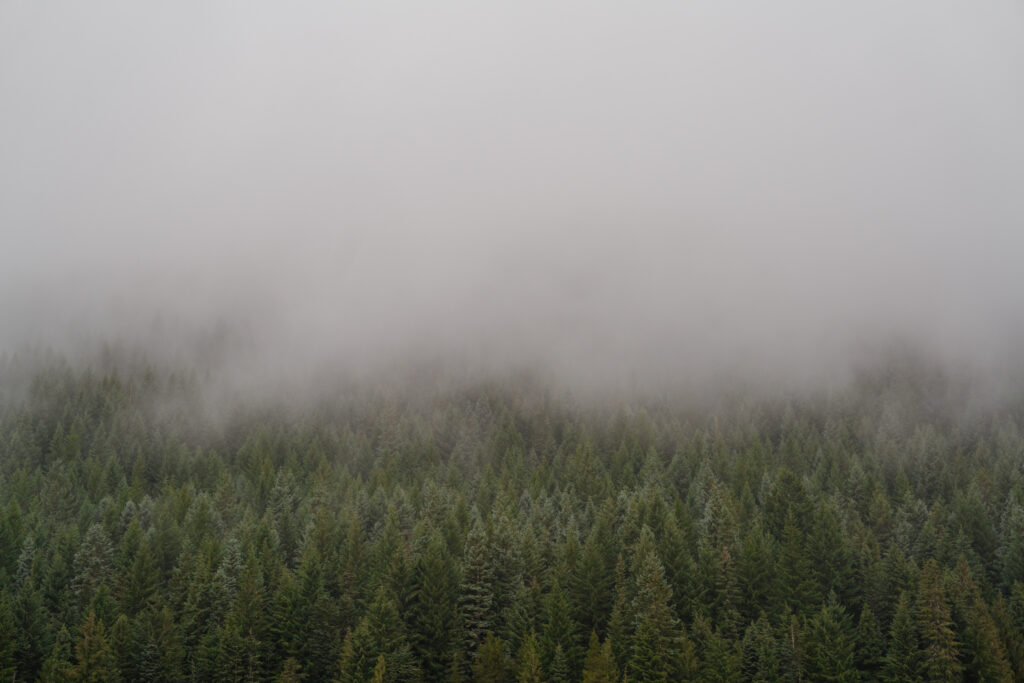 Foggy treeline photo to showcase the scenery during an elopement at Trillium Lake in Oregon