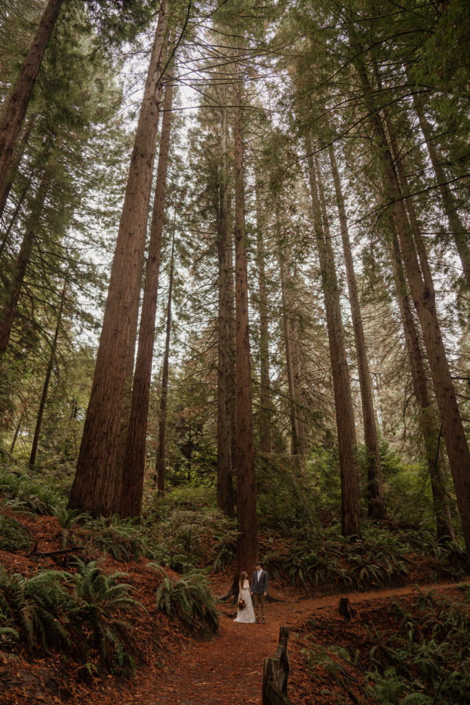 Couple standing among Redwood trees at Hoyt Arboretum on their elopement day.