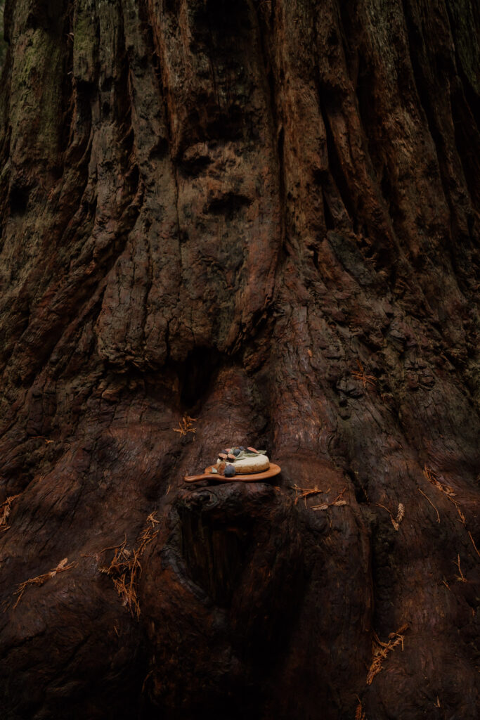 Cake perched on part of a redwood tree during an adventure elopement.