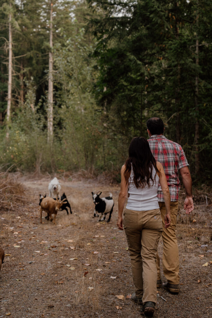 Couple walking down a trail surrounding by goats during their engagement session.