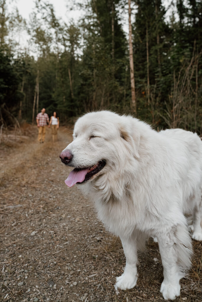 Great pyraneese dog in the foreground in focus with couple in the background out of focus during their engagement session with goats.