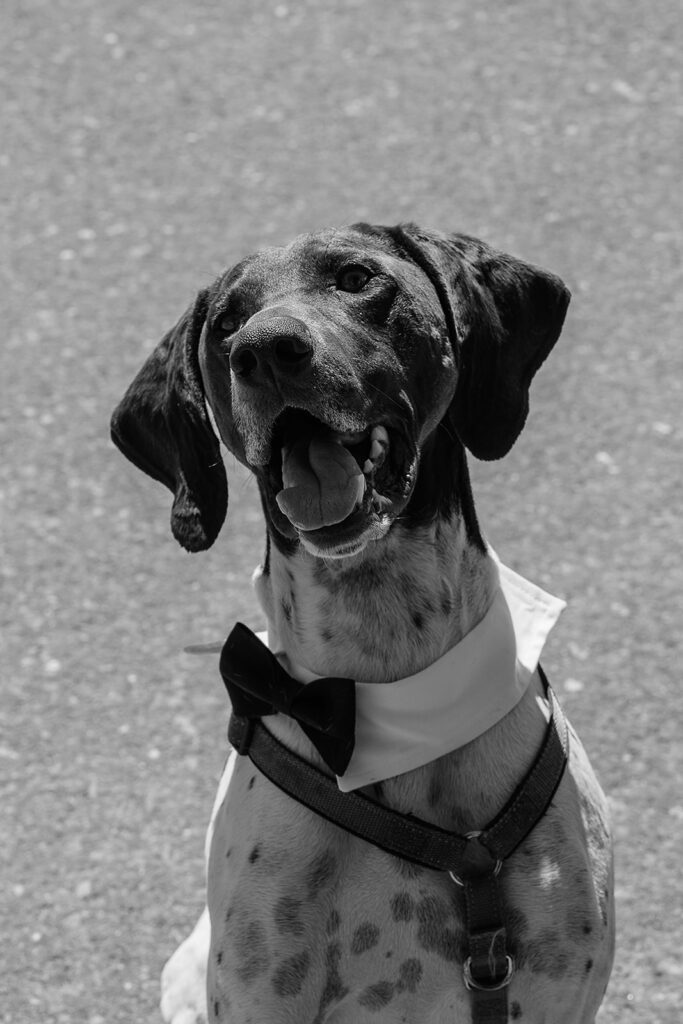 Couples dog smiling at the camera before the Oregon adventure elopement ceremony