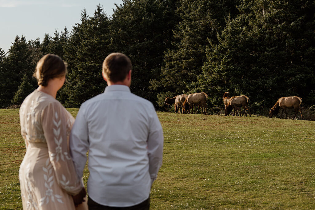 Couple sees a herd of Elk on the way to Arcadia Beach