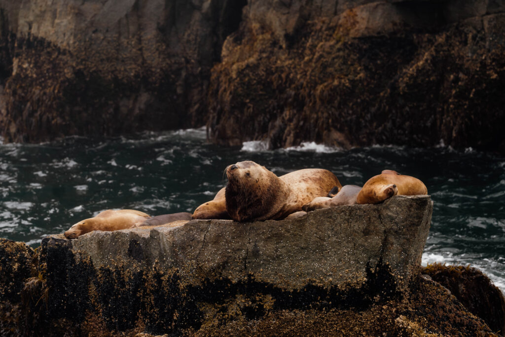 Alaska wildlife photos