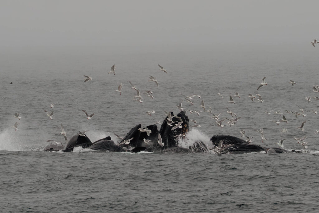 Alaska wildlife photos