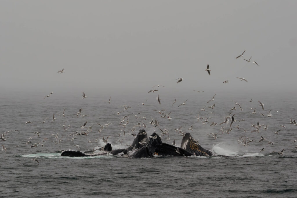 Alaska wildlife photos